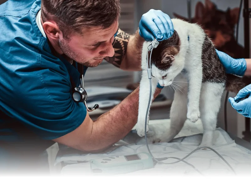 veterinary & Healthcare